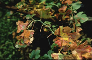 PD symptoms on leaves